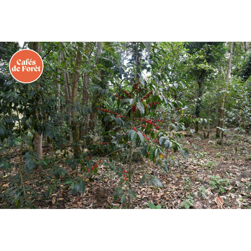 Rwanda Greengo - Brume de Café