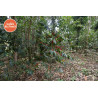 Rwanda Greengo - Brume de Café