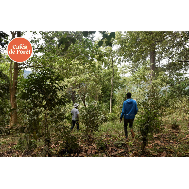 Rwanda Greengo - Brume de Café