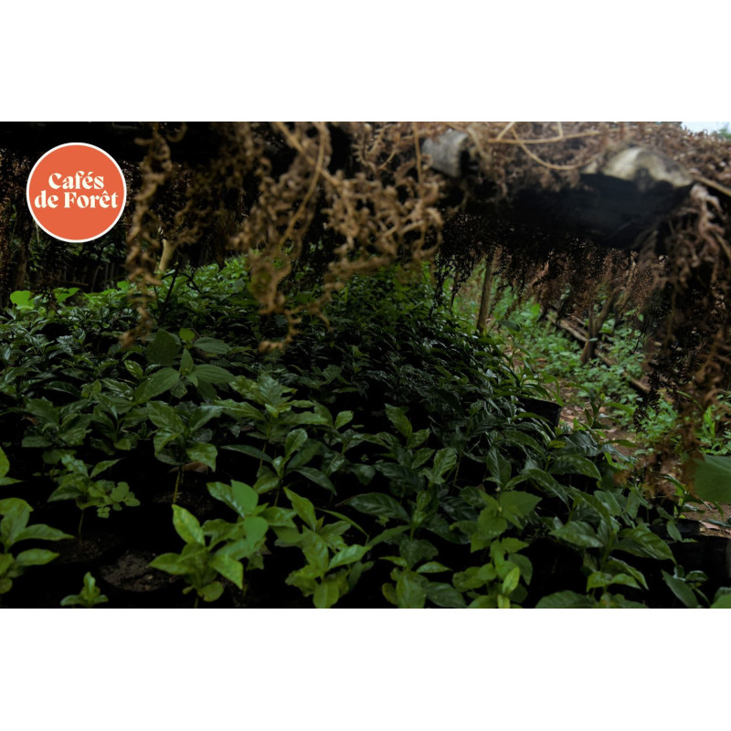 Rwanda Greengo - Brume de Café