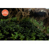 Rwanda Greengo - Brume de Café