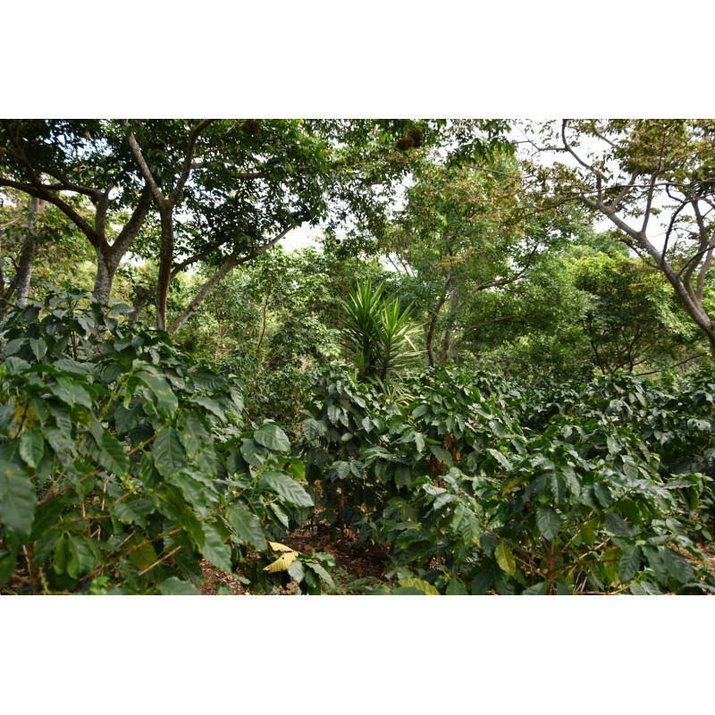 Café Salvador, Phoenix - Brume de Café