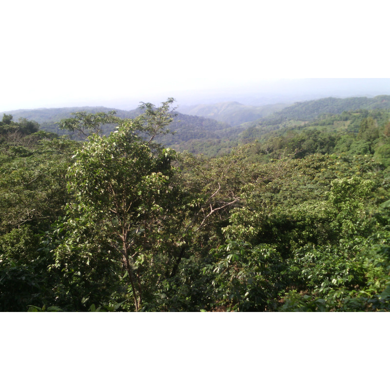 Café Salvador, Phoenix - Brume de Café