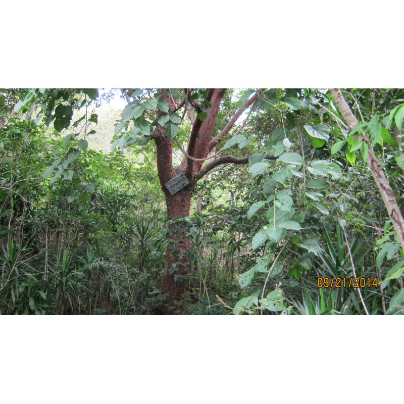 Café Salvador, Phoenix - Brume de Café