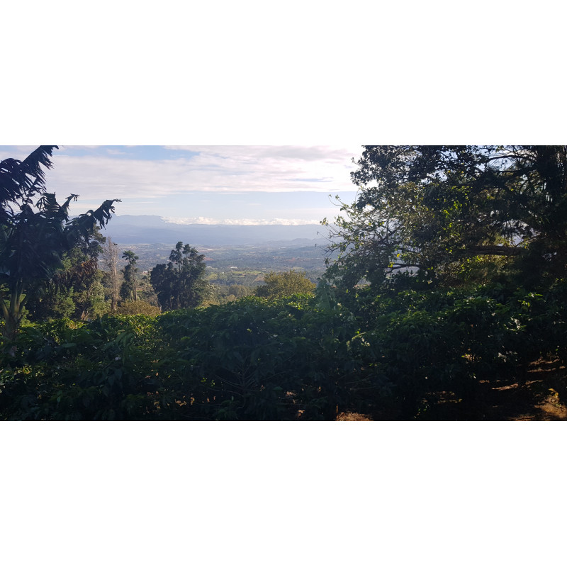 Café Costa Rica, Tico - Brume de Café
