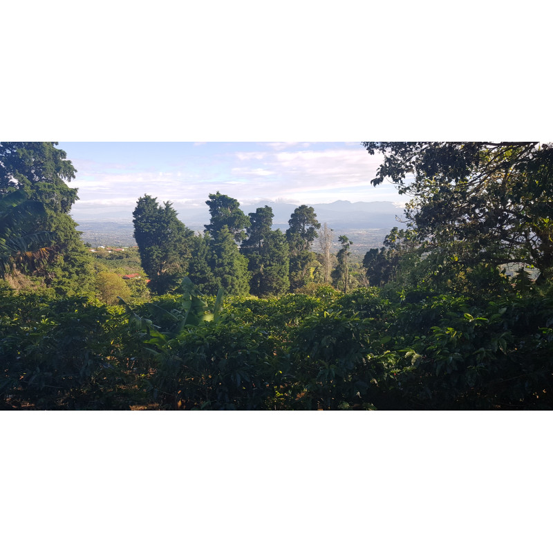 Café Costa Rica, Tico - Brume de Café