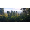 Café Costa Rica, Tico - Brume de Café