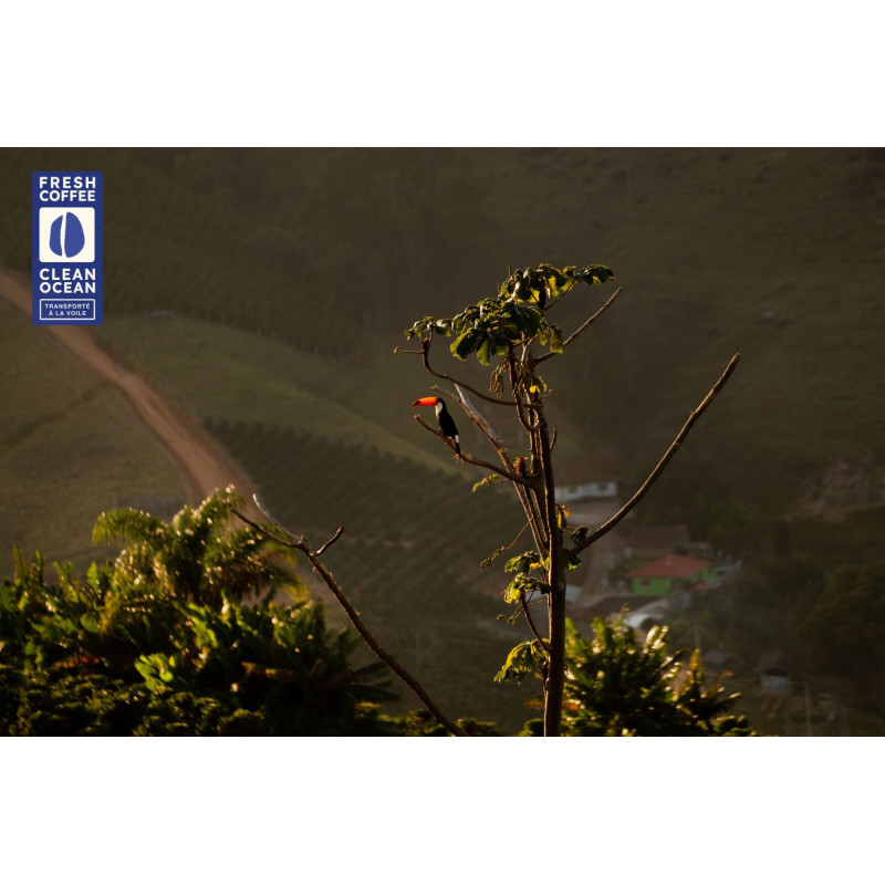 Brésil Mountain - Brume de café