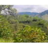 Café Colombie, Cauca Chevere- Brume de café